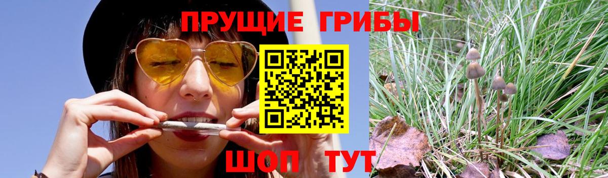 Галлюциногенные грибы Psilocybe Пыть-Ях